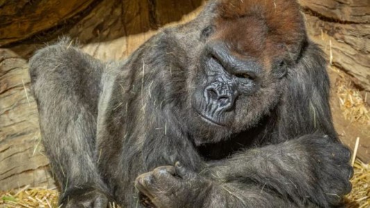 Gorila superó un cuadro grave de coronavirus tras un tratamiento de anticuerpos sintéticos