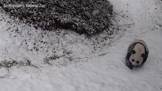 El oso panda que disfruta revolcarse en la nieve