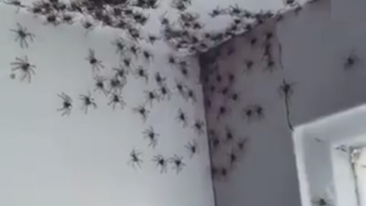 Video: invasión de arañas en la habitación de su hija