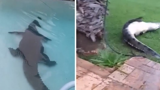 Video: salieron a su patio y encontraron un cocodrilo de 3 metros en la pileta