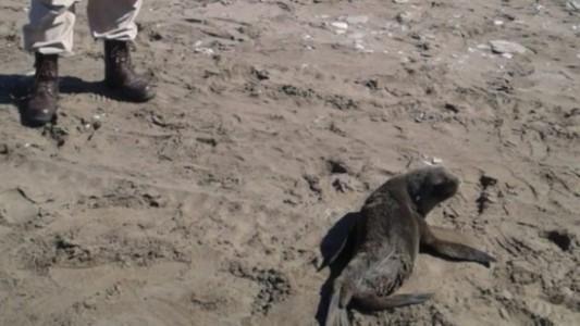 Lobo marino mordió a un turista en Monte Hermoso: piden "dejarlos tranquilos"