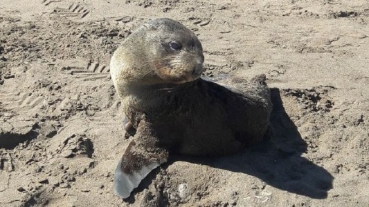 ¿Cómo actuar si se encuentra a un lobo marino en la playa?