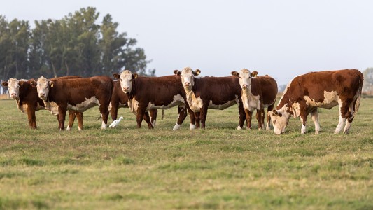 Participaba en un remate de hacienda y descubrió que le vendían sus propias vacas