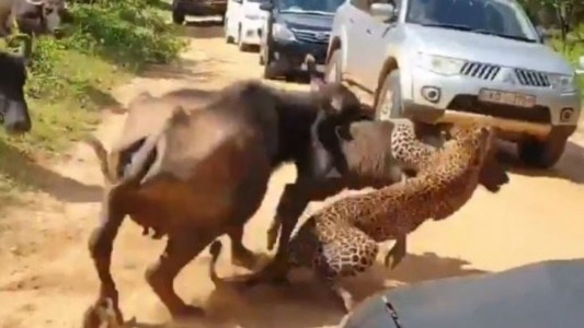 Video: brutal ataque de una manada de búfalos a un leopardo para salvar a una cría