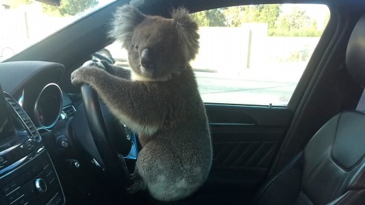 Un koala posa al volante tras causar un choque múltiple en una autopista australiana