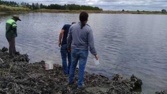 Investigan la muerte de peces en una laguna de Mendoza