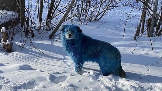 Misterio en Rusia: aparecieron perros azules cerca de una fábrica abandonada