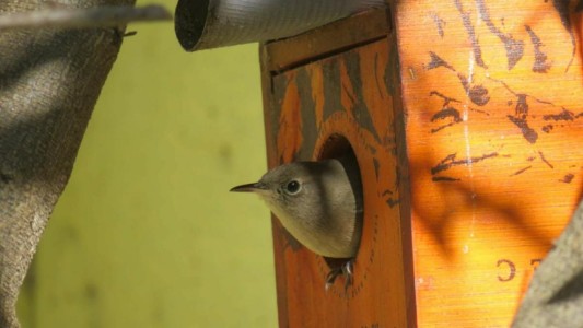 Campaña mundial para hacer un "conteo" de aves de jardín, balcones y plazas