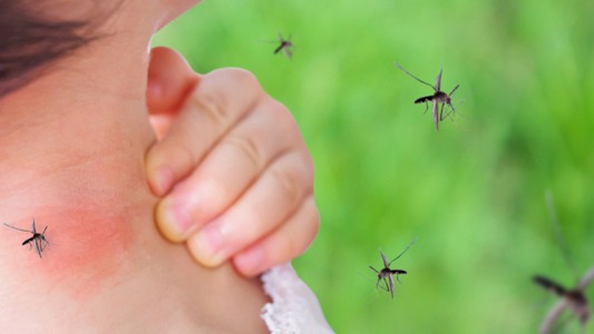 Se terminó la lluvia ¿cuándo se van los mosquitos?