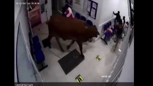 Solitaria vaca colombiana siembra el caos en una clínica