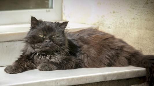 Internados: una familia y si mascota se contagiaron coronavirus