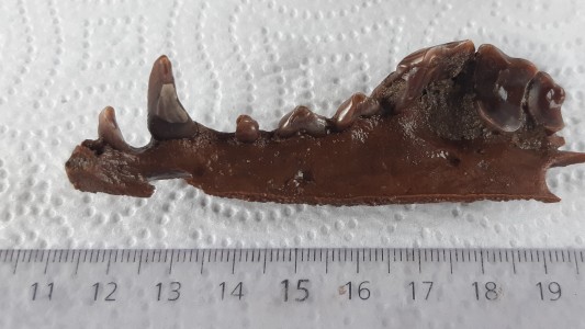 Por la sequía encuentran restos fósiles de 10 mil años en Junín