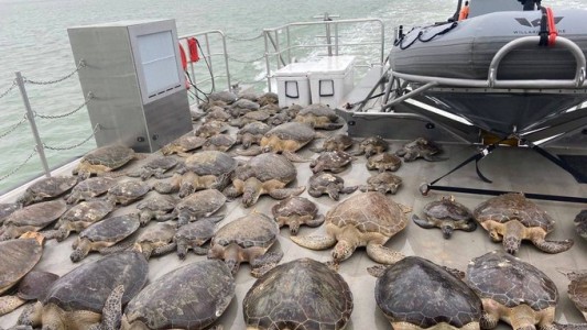 Miles de tortugas marinas debieron ser recatadas al no soportar los -25° en Texas