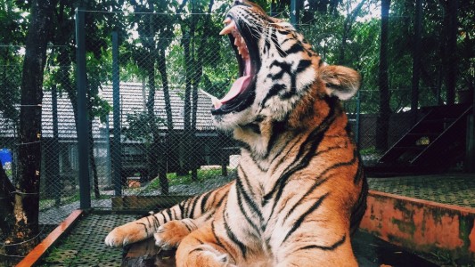 Video: el tigre que ruge como un pajarito y se volvió viral