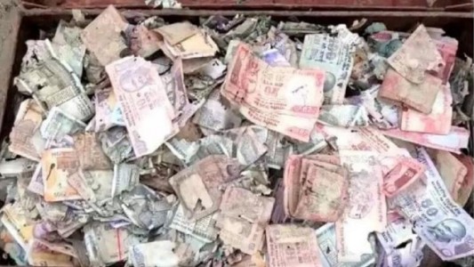 Video: una plaga de termitas le comió los ahorros de toda su vida