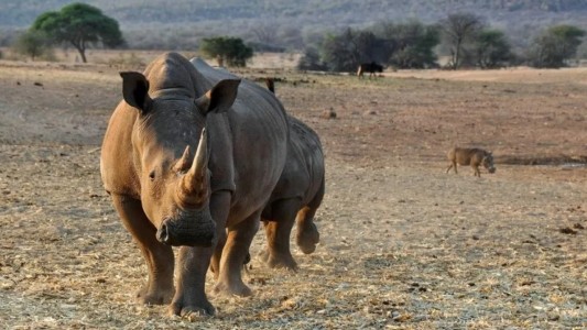 Video: el momento en el que un hombre enfrenta a un rinoceronte que lo quería atacar