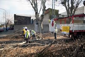 Ordenan suspender la poda y tala de árboles en la Ciudad hasta que haya un sistema de protección