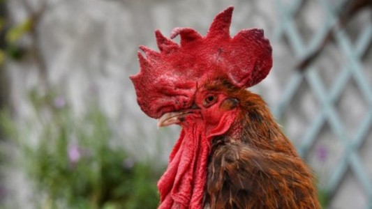 Recibió una multa de $ 40 mil por los ruidos que hace su gallo