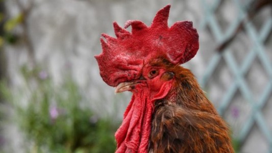Multaron a un hombre con 40.000 pesos por el canto de su gallo en Coronel Pringles