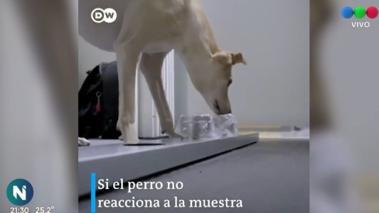 En el aeropuerto Helsinki los perros son los que detectan si los pasajeros tienen covid