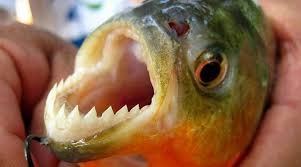 Tres personas heridas por mordeduras de peces palometas en río Paraná, al norte de Rosario