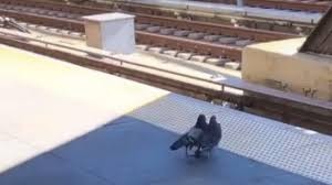Video de TikTok: las dos palomas que empujan a otra a las vías del subte de Nueva York