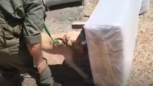 Encontraron 62 kilos de marihuana ocultos en sillones