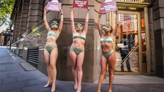 En Australia empresas de artículos de lujo crían cocodrilos para producir carteras