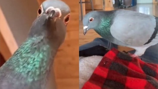 Video: la reacción de una paloma cuando su dueña finge que está muerta