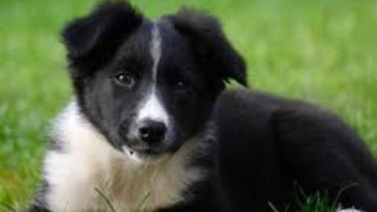 Pagó 1.400 dólares por un cachorro de border collie y murió 6 horas después