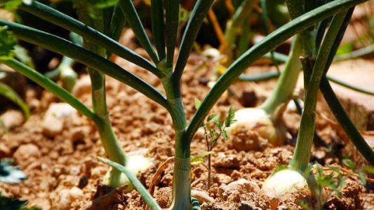 Investigadores argentinos descubren una clave molecular para cultivos que se adapten al frío