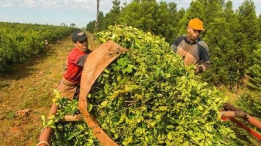 La Argentina será el primer país en exportar yerba a la India