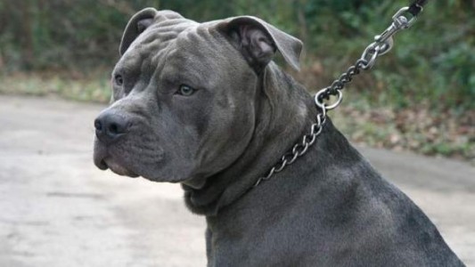 Un nene de 3 años murió atacado por los dos pitbulls de su vecino