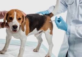 Rusia anuncia para finales de abril una vacuna contra el Covid-19 para animales