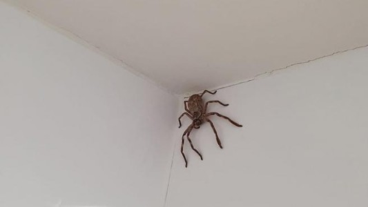Una mujer se fue a bañar y encontró una araña cazadora