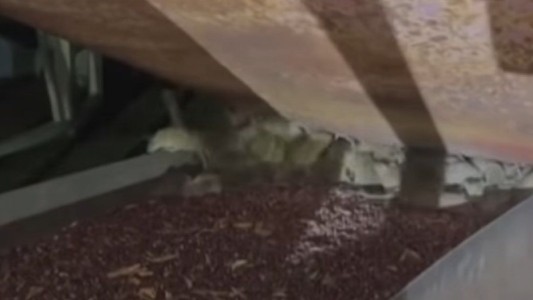 Impresionante invasión de ratas en Australia