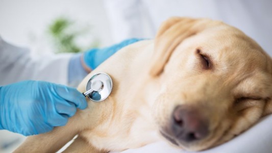 Coronavirus: veterinarios advirtieron cuadros graves en perros y gatos con la cepa británica