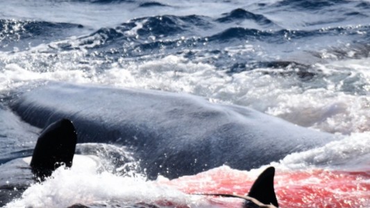 El video de una ballena siendo devorada por 70 orcas: "Dio su último aliento y desapareció"
