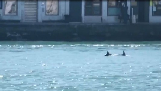 Delfines se pasean por una Venecia casi desierta