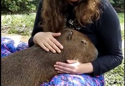 Gustavito, el carpincho que se volvió furor en las redes