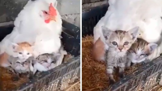 Video: la gallina que adoptó tres gatitos como si fueran sus pollitos