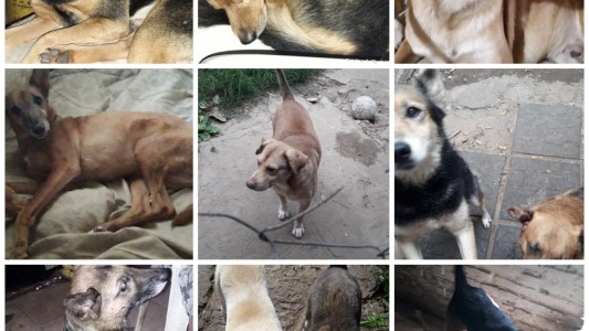 Tiene 16 perros y nadie le quiere alquilar: está al borde del desalojo