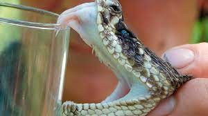 Un estudio indica que los humanos podrían convertirse en venenosos en el futuro