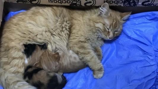 Video: una gata llevó sola a sus crías a una veterinaria porque no podían abrir los ojos