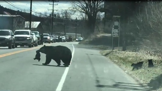 El momento en que una osa cruza a sus crías por una ruta