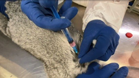 Rusia aprobó la primera vacuna contra el covid para animales