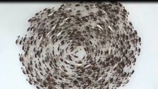 La hipnótica danza de la manada de renos