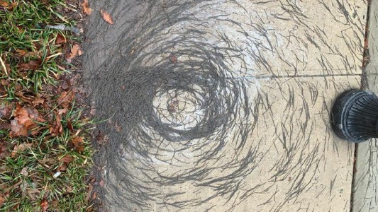 El tornado de lombrices que desconcierta a los científicos