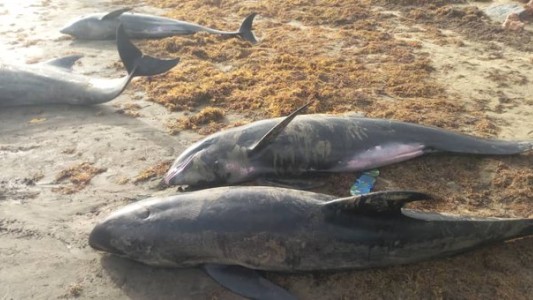 Hallaron 60 delfines muertos en tres playas de Ghana: sin pistas sobre las causas