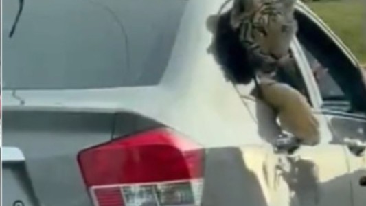 Pasean a un tigre de bengala como si fuera un perro